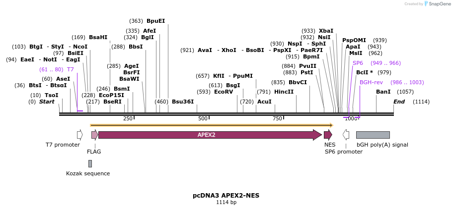 125337_map