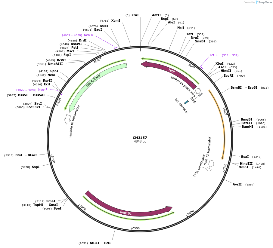 69523-plasmid-map-sequence-id-125344