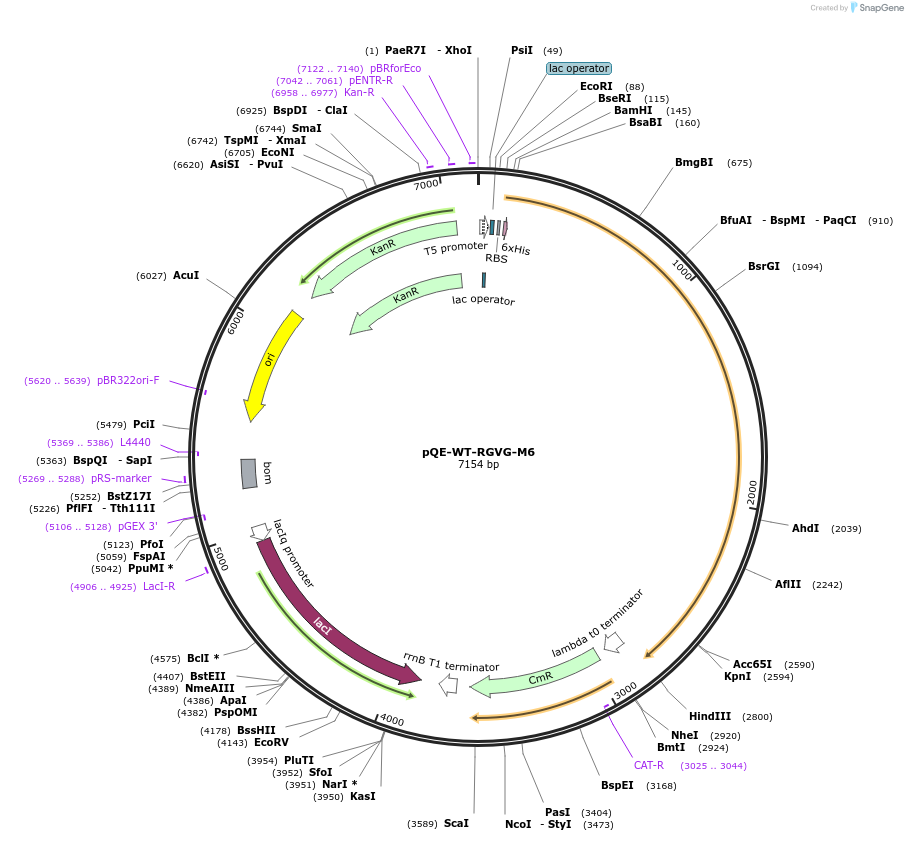70172-plasmid-map-sequence-id-125381