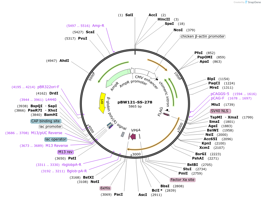 68766-plasmid-map-sequence-id-125397