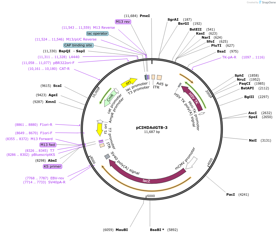 26525-plasmid-map-sequence-id-12551