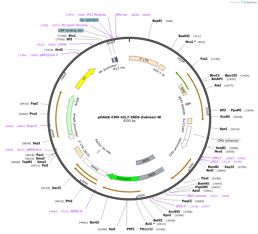 26532-plasmid-map-sequence-id-12552