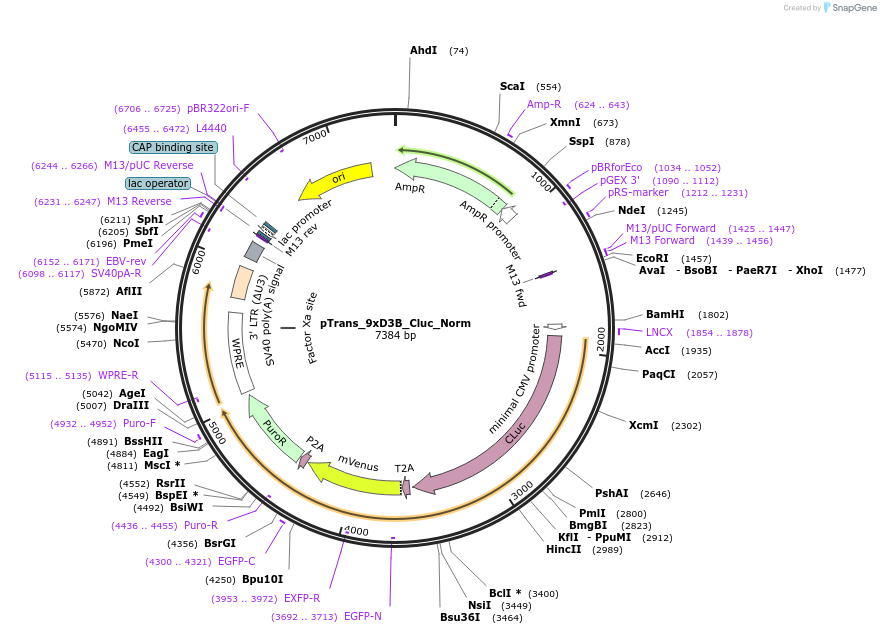 68415-plasmid-map-sequence-id-125547