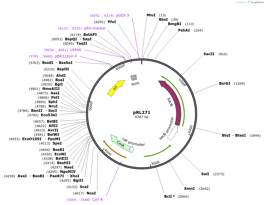 70254-plasmid-map-sequence-id-125549