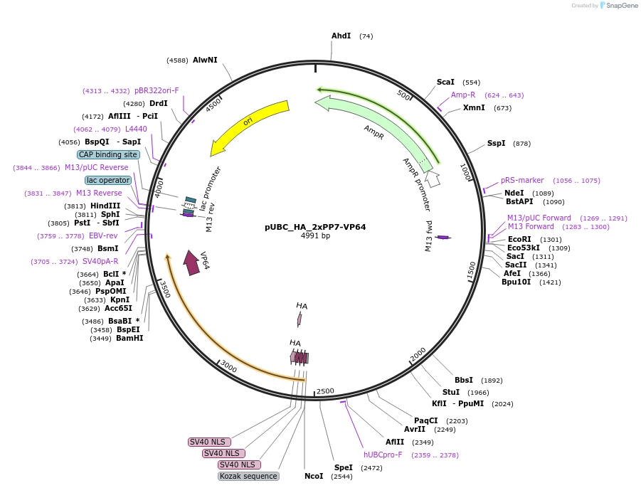68418-plasmid-map-sequence-id-125550