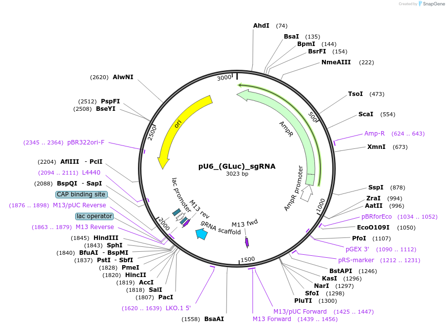 68422-plasmid-map-sequence-id-125553