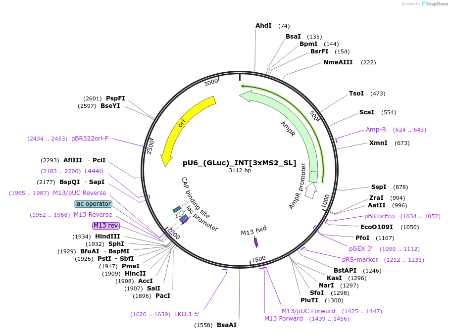 68426-plasmid-map-sequence-id-125556