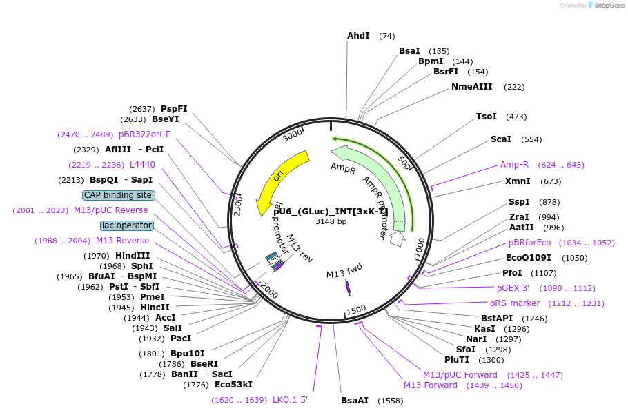 68429-plasmid-map-sequence-id-125557