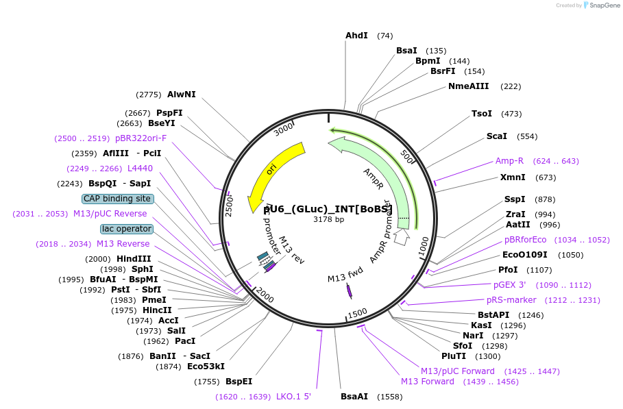 68431-plasmid-map-sequence-id-125558