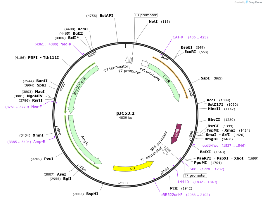 26536-plasmid-map-sequence-id-12556
