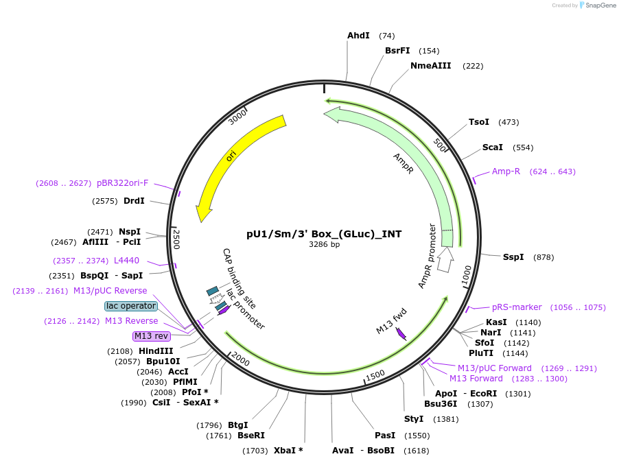 68438-plasmid-map-sequence-id-125562
