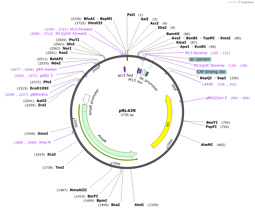 70258-plasmid-map-sequence-id-125568