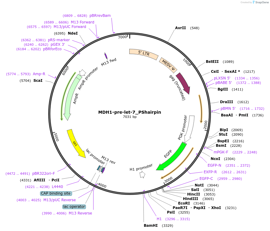 26537-plasmid-map-sequence-id-12557