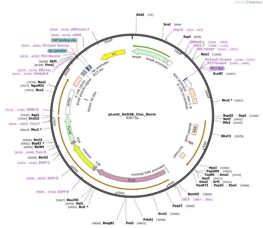 68414-plasmid-map-sequence-id-125588