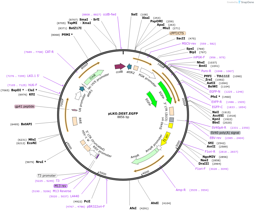 32684-plasmid-map-sequence-id-125594