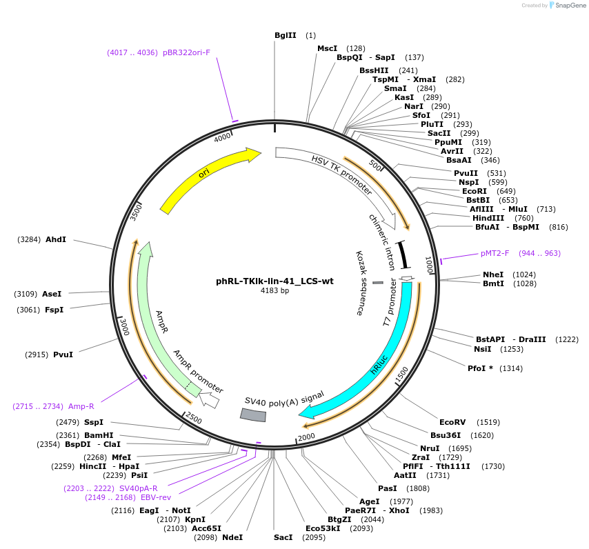 26542-plasmid-map-sequence-id-12562