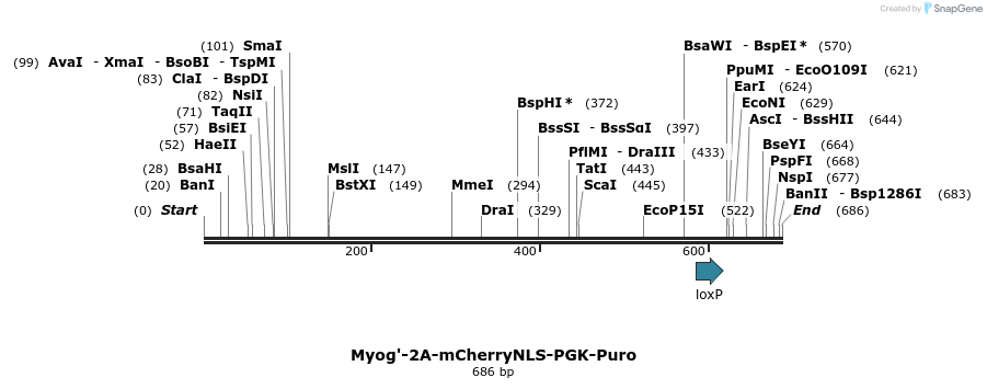 125629_map