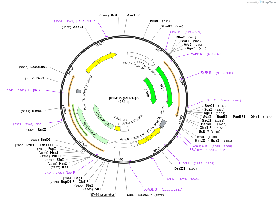 69849-plasmid-map-sequence-id-125695