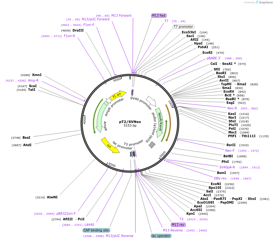 26553-plasmid-map-sequence-id-12572