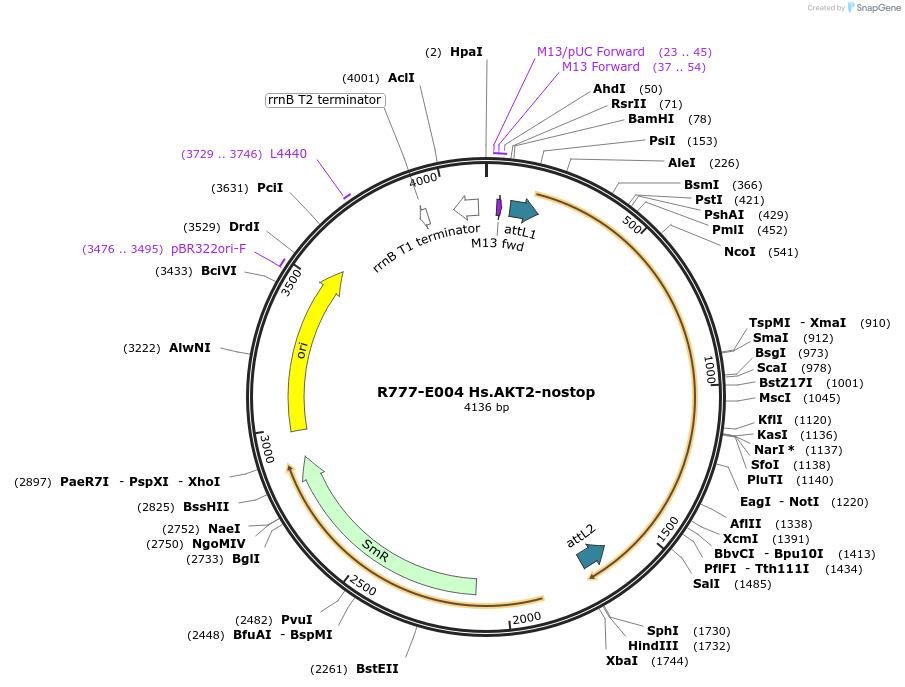 70288-plasmid-map-sequence-id-125737