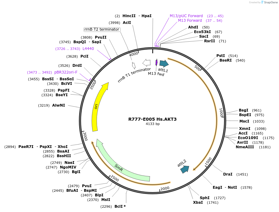 70289-plasmid-map-sequence-id-125738