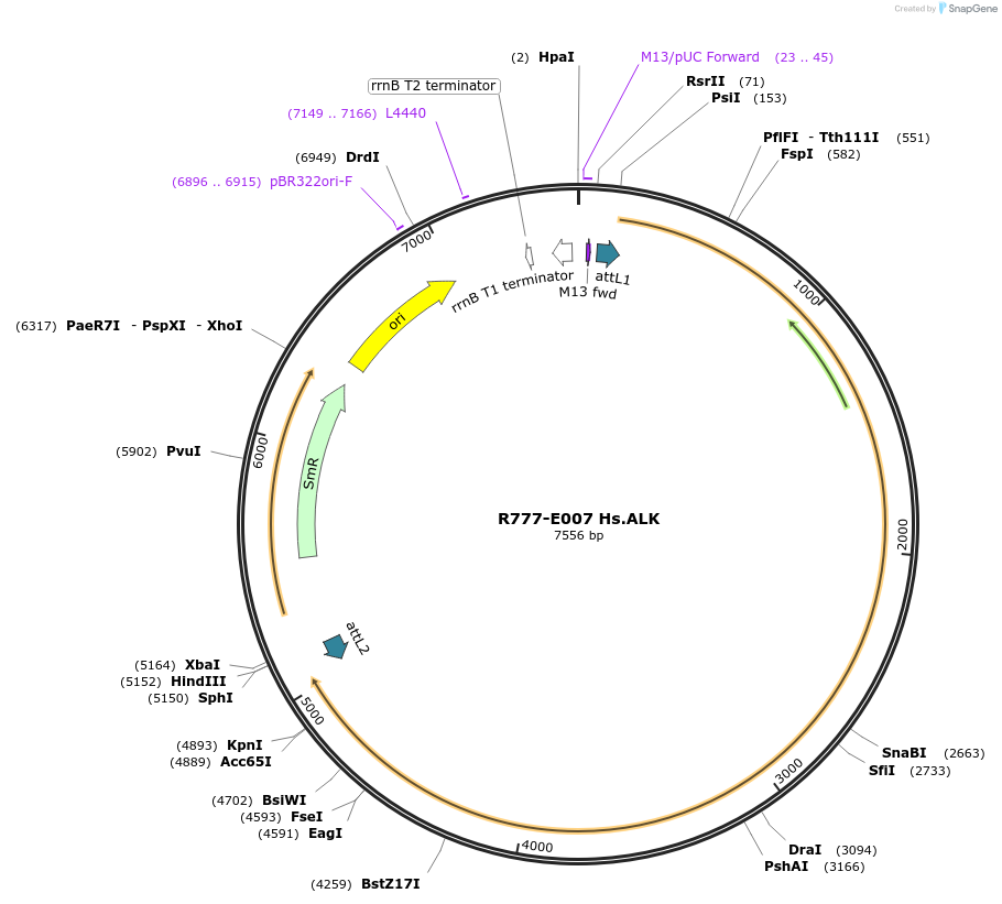 70291-plasmid-map-sequence-id-125740