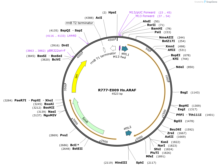 70293-plasmid-map-sequence-id-125742