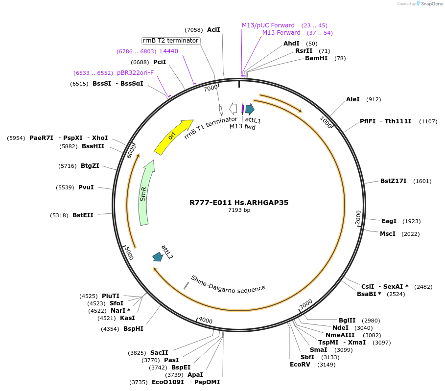 70295-plasmid-map-sequence-id-125744