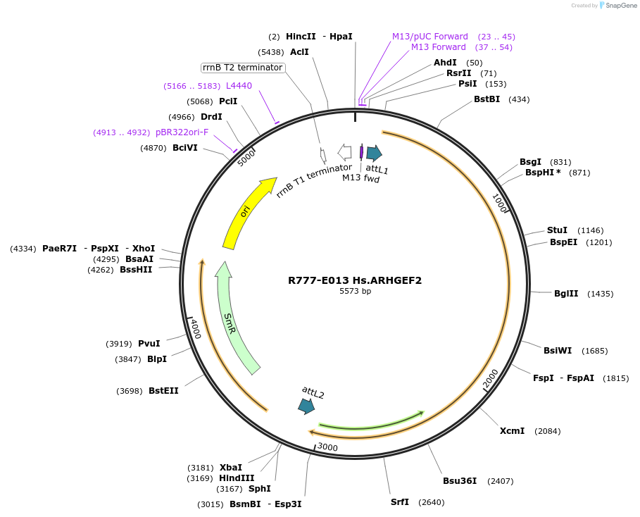 70297-plasmid-map-sequence-id-125746