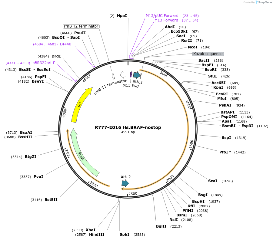 70300-plasmid-map-sequence-id-125749