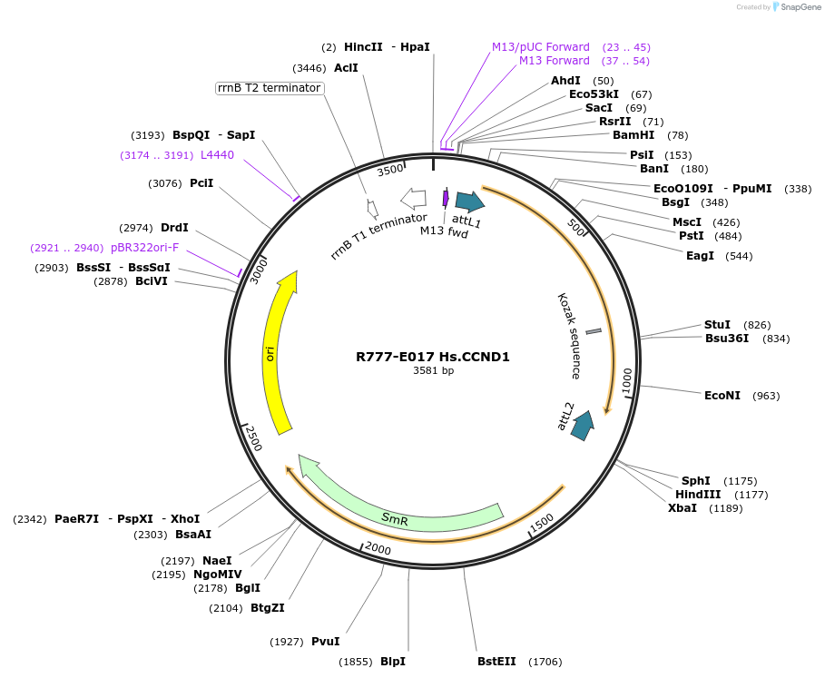 70301-plasmid-map-sequence-id-125750