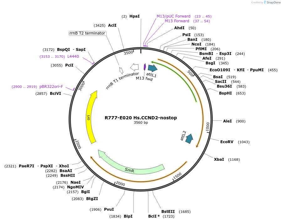 70304-plasmid-map-sequence-id-125753