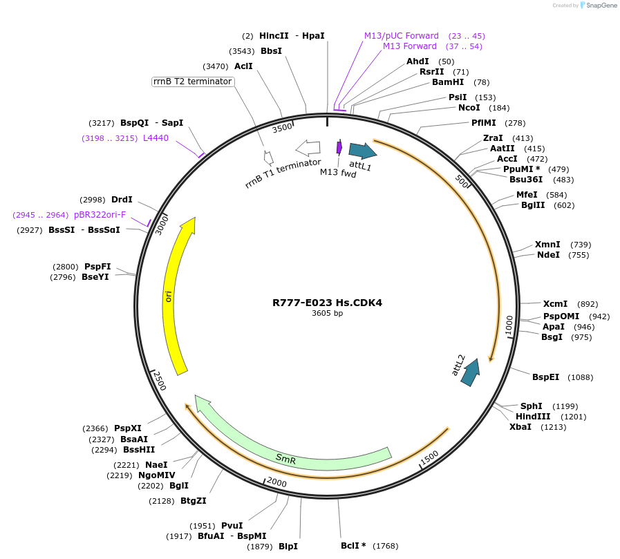 70307-plasmid-map-sequence-id-125756
