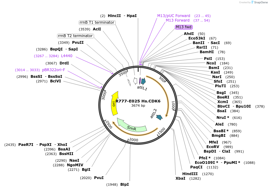 70309-plasmid-map-sequence-id-125758