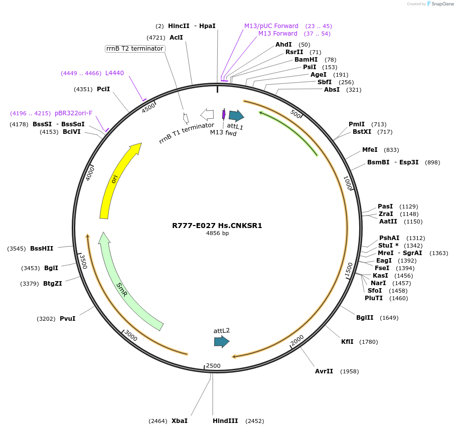 70311-plasmid-map-sequence-id-125760