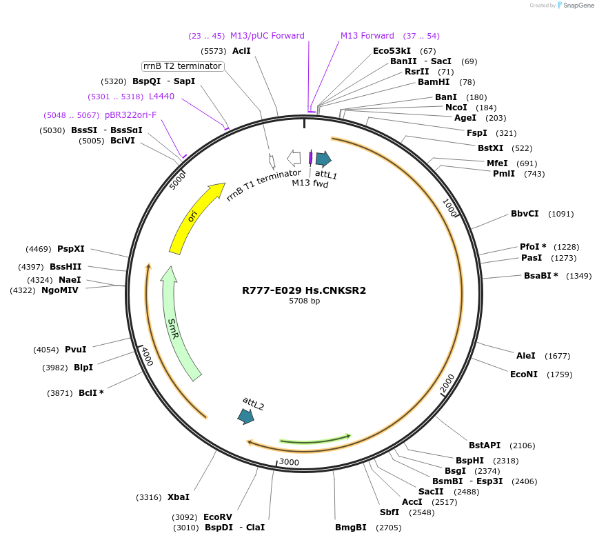70313-plasmid-map-sequence-id-125762
