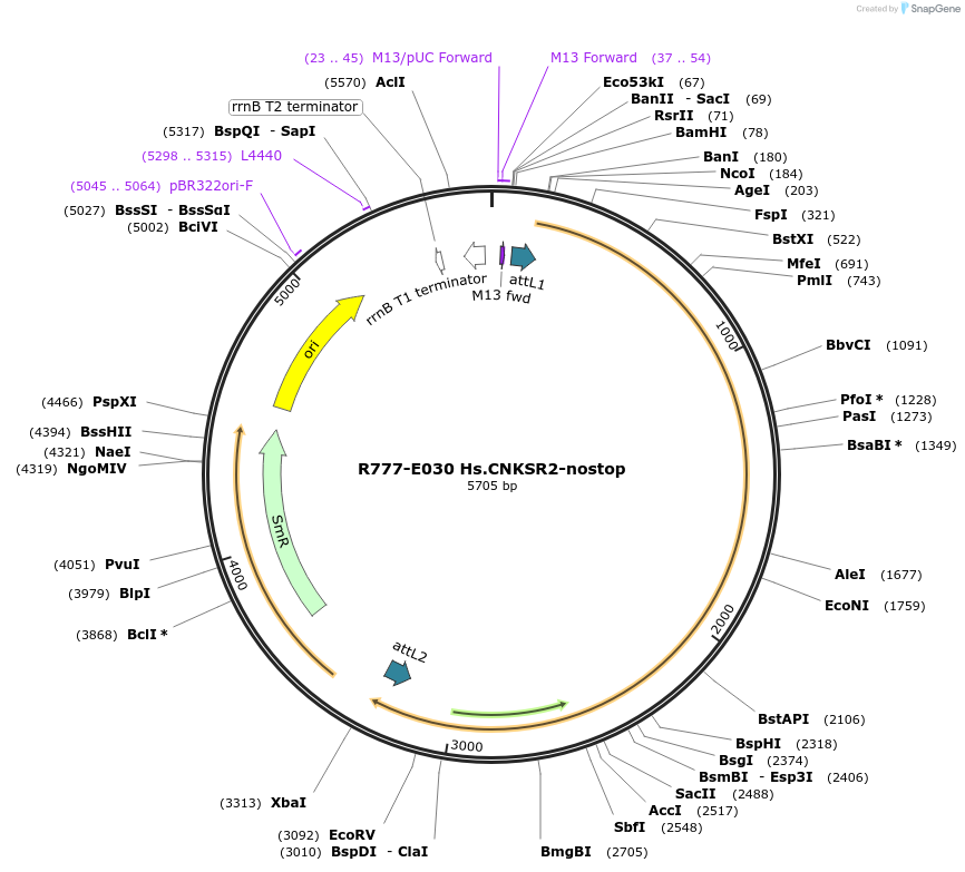 70314-plasmid-map-sequence-id-125763