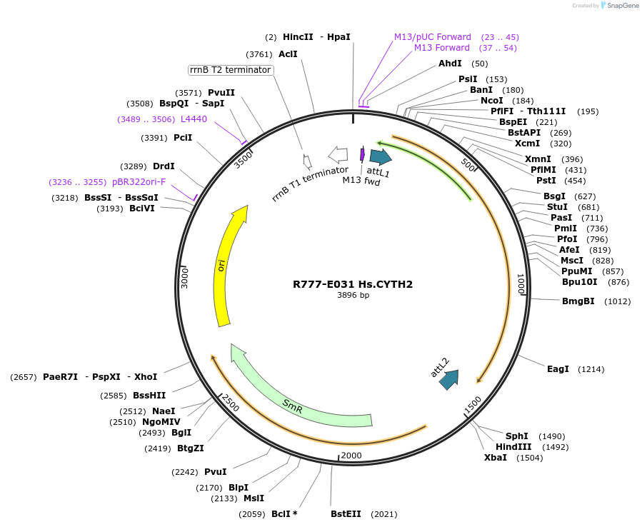 70315-plasmid-map-sequence-id-125764