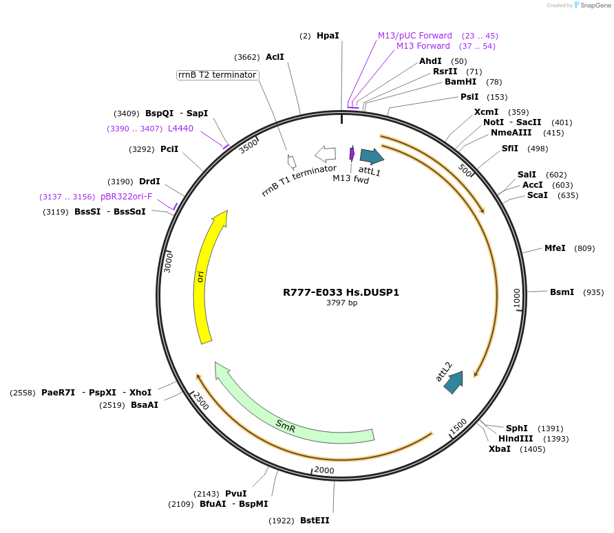 70317-plasmid-map-sequence-id-125766