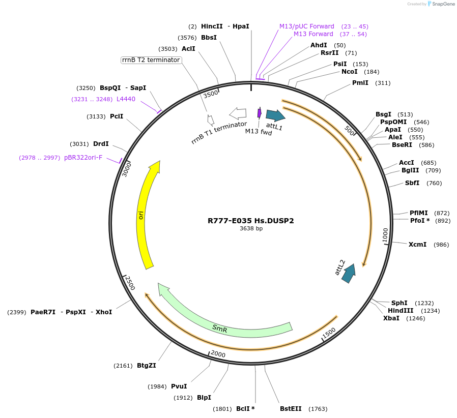 70319-plasmid-map-sequence-id-125768