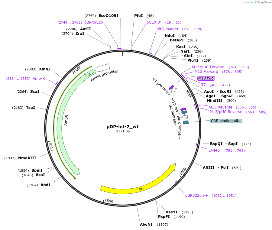 26558-plasmid-map-sequence-id-12577