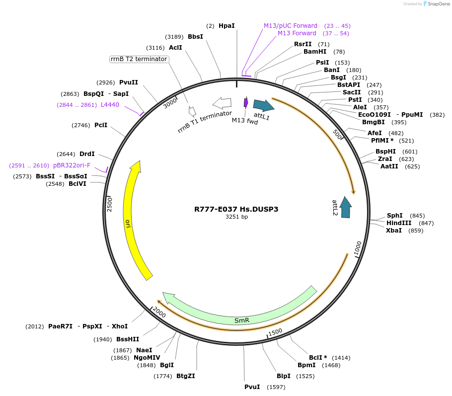 70321-plasmid-map-sequence-id-125770