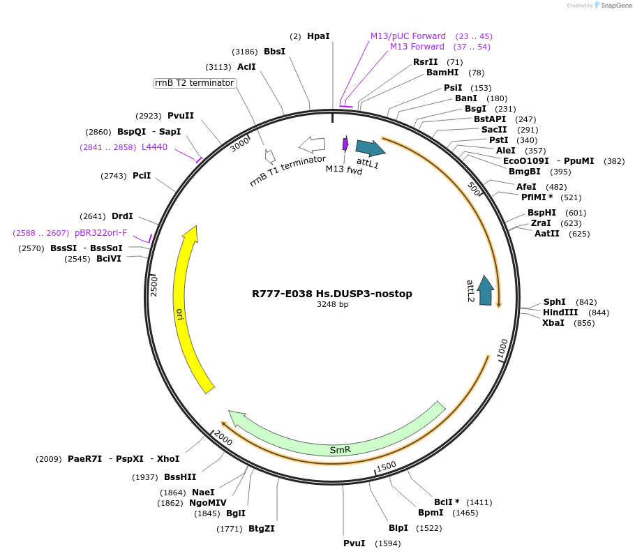70322-plasmid-map-sequence-id-125771