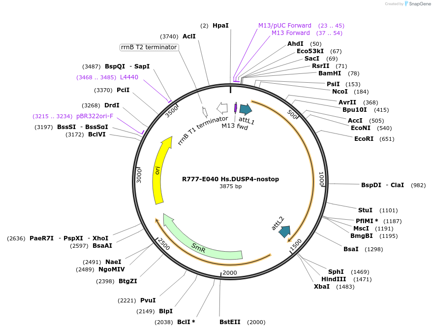 70324-plasmid-map-sequence-id-125773