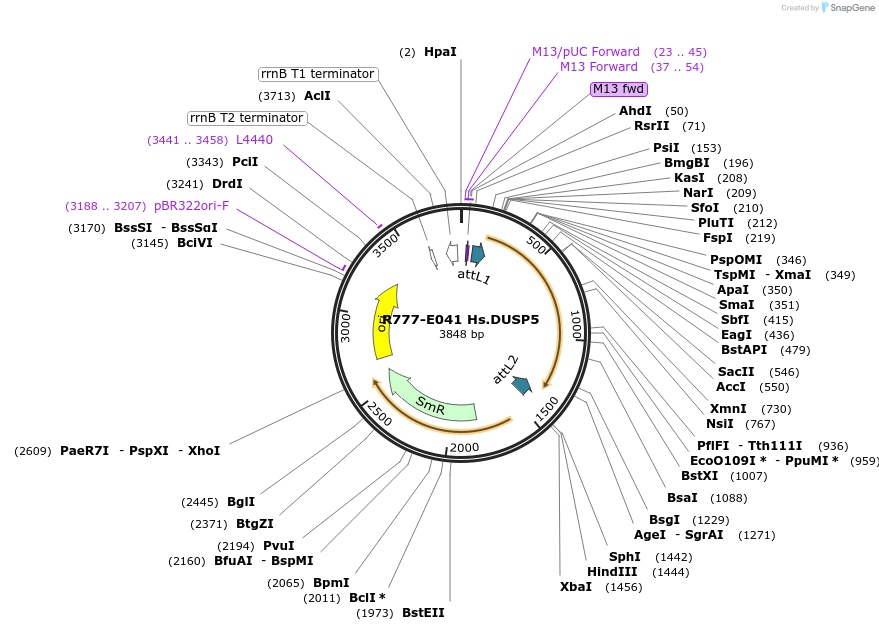 70325-plasmid-map-sequence-id-125774