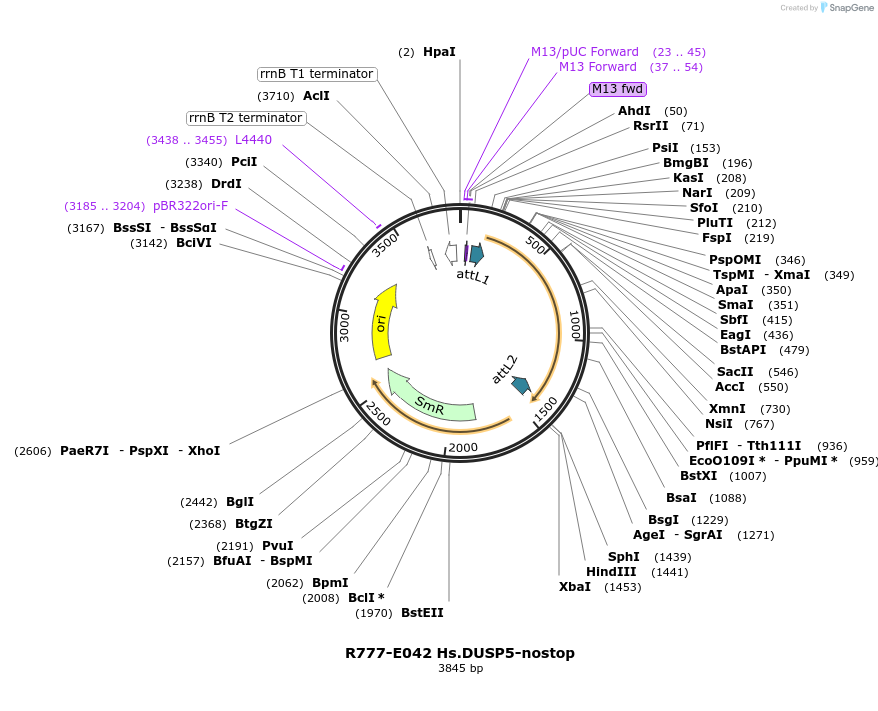 70326-plasmid-map-sequence-id-125775