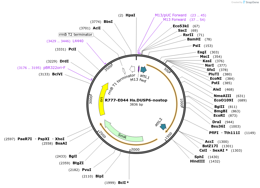 70328-plasmid-map-sequence-id-125777