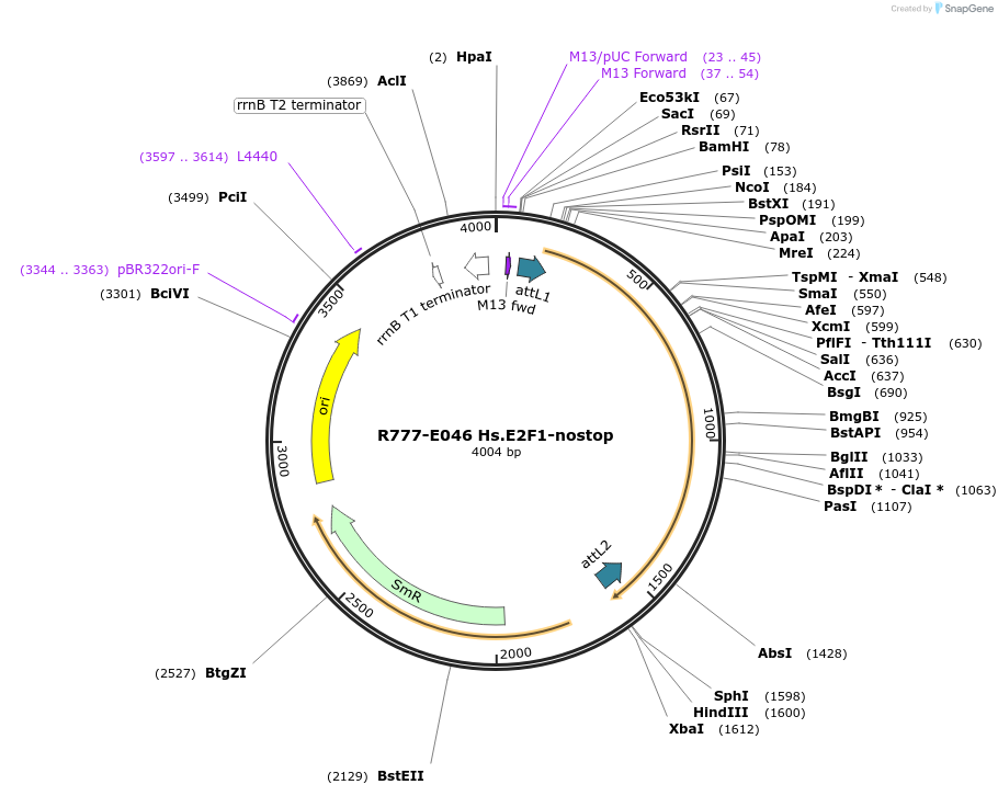 70330-plasmid-map-sequence-id-125779