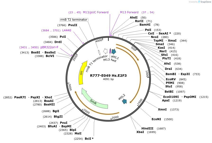 70333-plasmid-map-sequence-id-125782
