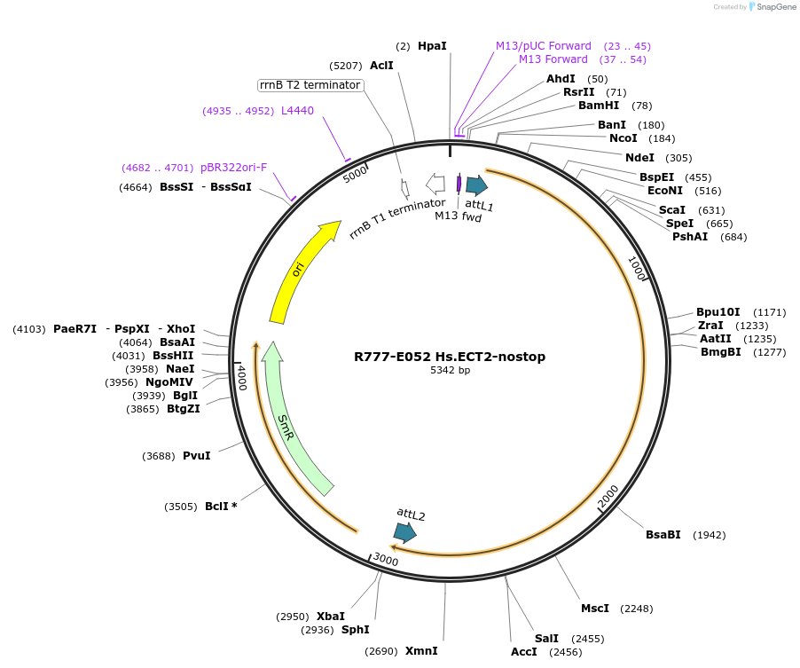 70336-plasmid-map-sequence-id-125785